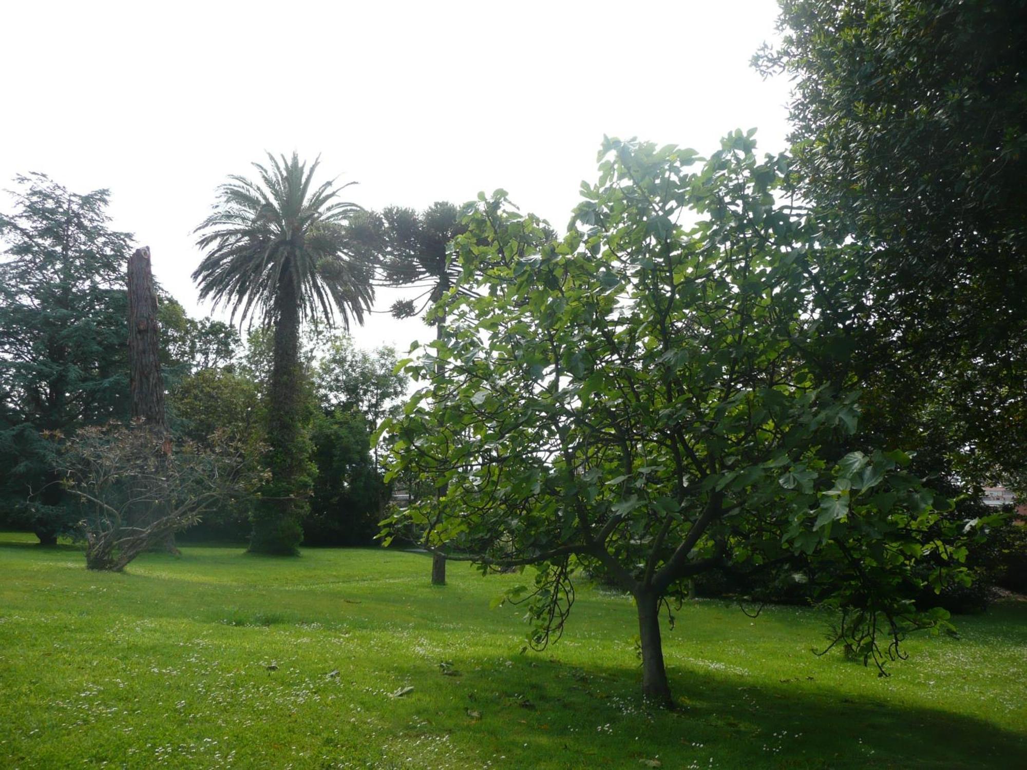 Pensión Carolinas Garden
